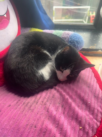 Beautiful 14-Month-Old Female Cat Looking for a Loving Home