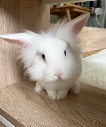 RABBIT FOR SALE LIMAVADY!!