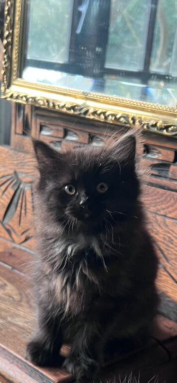 Beautiful Siberian kittens