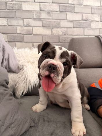 English bulldog female puppy