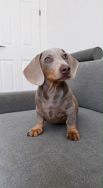 Ralph - a 6month old male pup - lilac in colour.