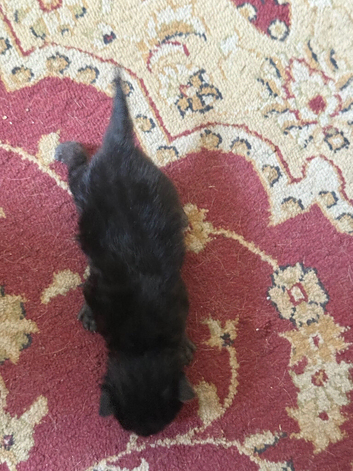 Black Male Kittens