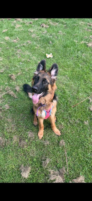 10 months old German shepherd willow