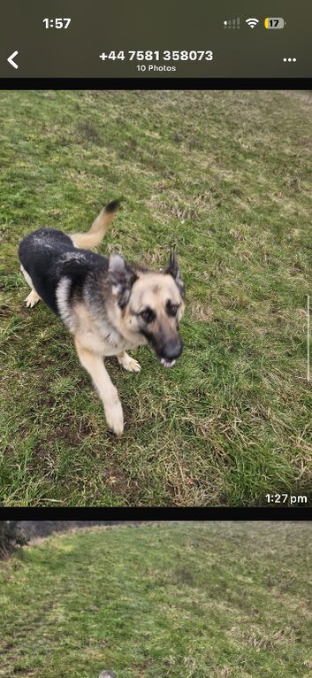 German Shepard