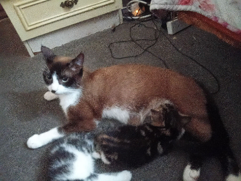 4 little cat boys looking for lovely home
