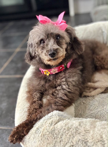 Lovely toy small miniature poodle lady adult bitch