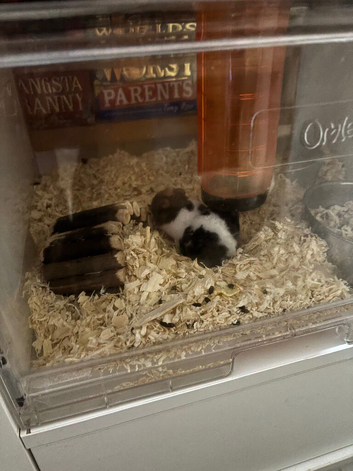Baby hamsters