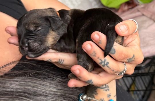 Beautiful frenchie x puppies