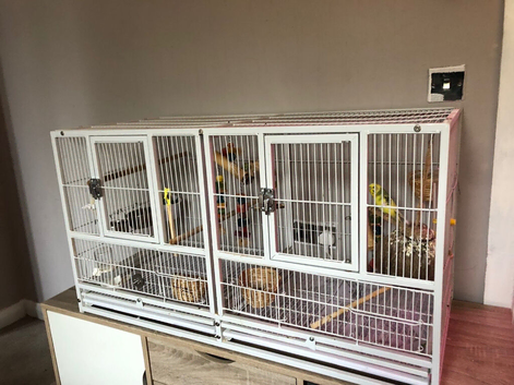 Budgie