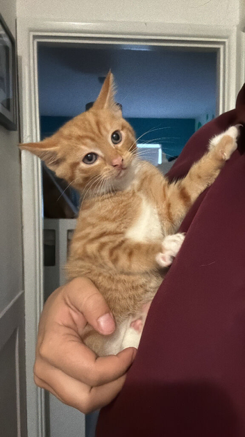 Lovely girl kittens