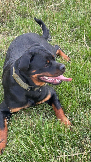 10 month old German Rotwiller puppy