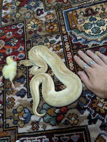 Male ball python
