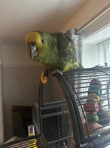 Amazon parrot