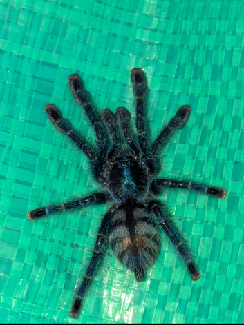 Tarantulas for sale