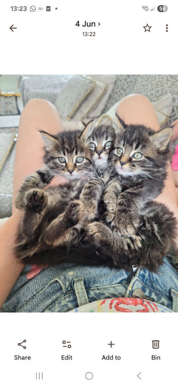 Kittens tabby