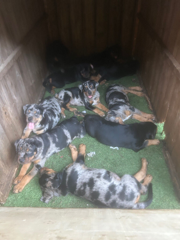 Harlequin American Bullweiler