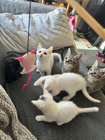 Kittens ready to go