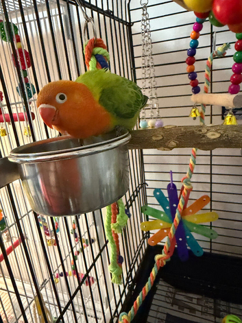 Baby orange and green lovebird