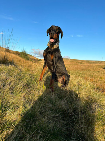 1 BOY LEFT - ABSOLUTELY STUNNING DOBERMAN PUPPIES FOR SALE