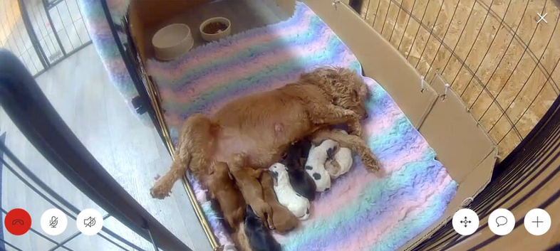 Beautiful cockapoo puppies.