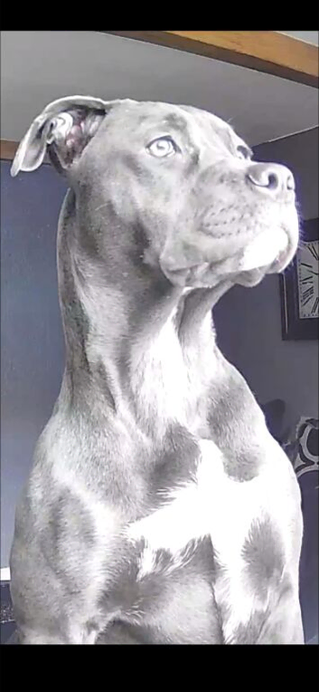 Misfit , cane corso X