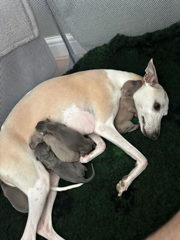 Whippets crossed Italian greyhound