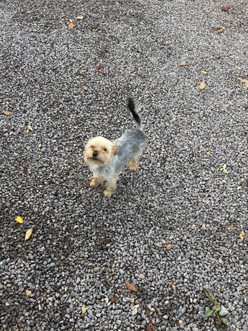 Yorkshire terrier   Girl