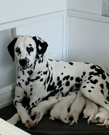 Last girl available* KC registered Dalmatian puppies *StrictlyDals*