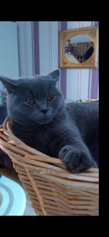 British shorthair 1 boy 2 girls