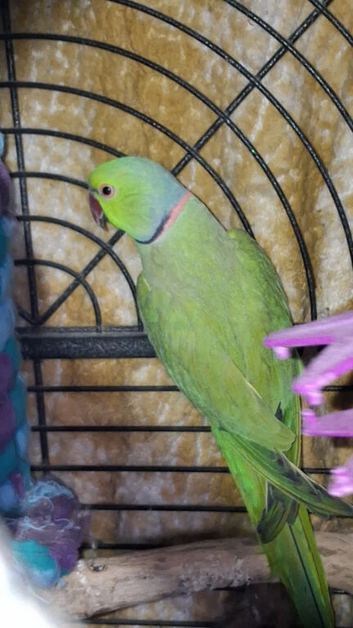 Indian ring neck