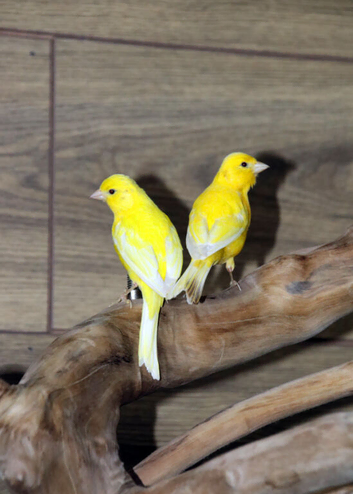 Yellow Canaries,8