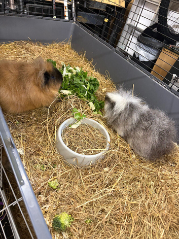 2 boars looking for new home