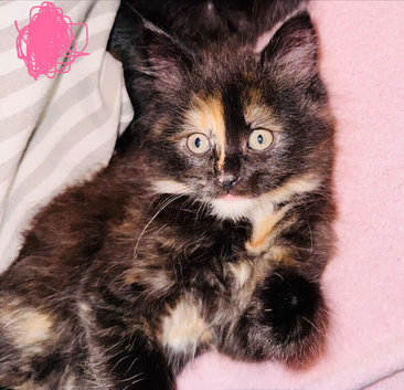 Kittens mixed breed