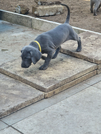 Blue kc weimaraner puppies