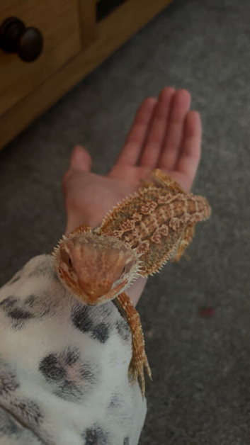 Bearded dragon with set up