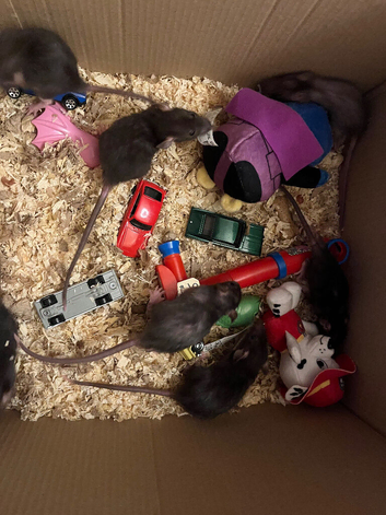 Female 6-7 weeks old rats