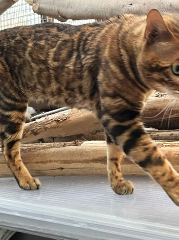Male Bengal Stud (not for sale)