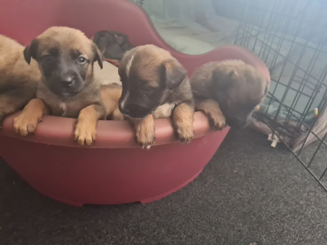 Staff x mum gsd daf