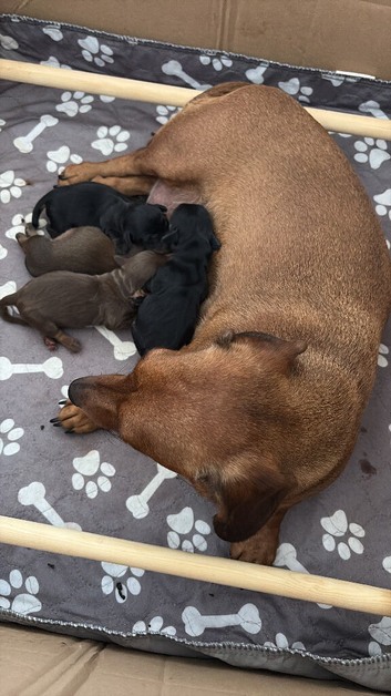 2 mini dachshund