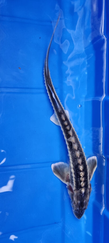 Albino & White Edge Sterlets and Diamond Sturgeon