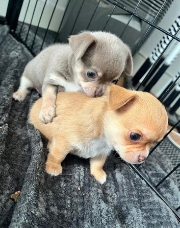 2 Male Chihuahua Puppies &ndash; Ready for Loving Homes