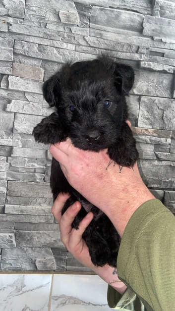Patterdale puppy