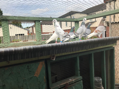 High flyers for sale in Leeds