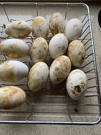 Large stain Embdens believed fertile hatching eggs