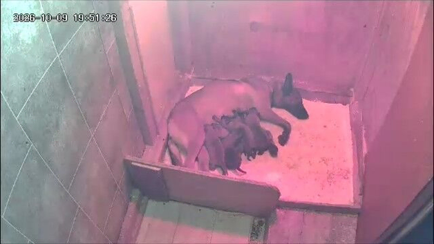 Malinois x dutch herder pups