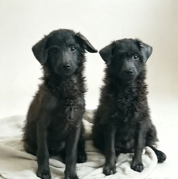 2 toy poodle pups left REDUCED