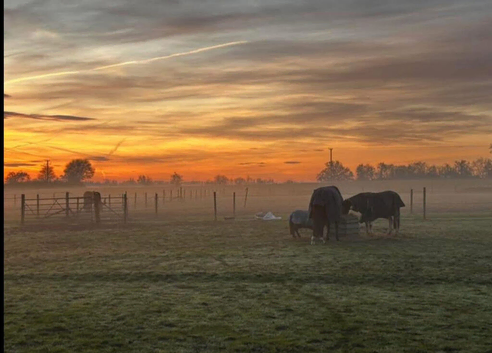 Herd / Grass Livery - Ponies & Youngsters