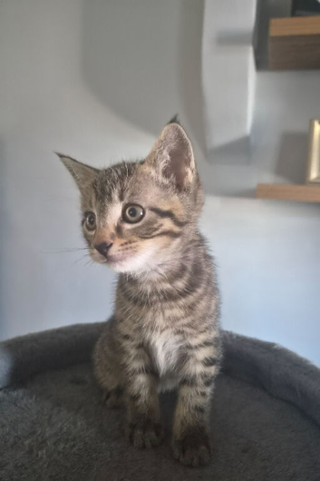 3 beautiful playful kittens looking for there forever homes