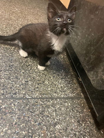 1 girl kitten