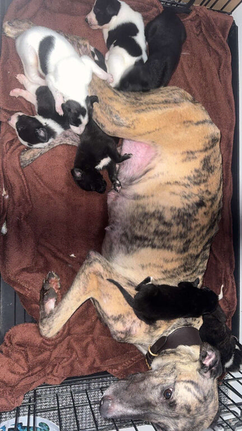 Saluki deerhound grey second genaration bull grey